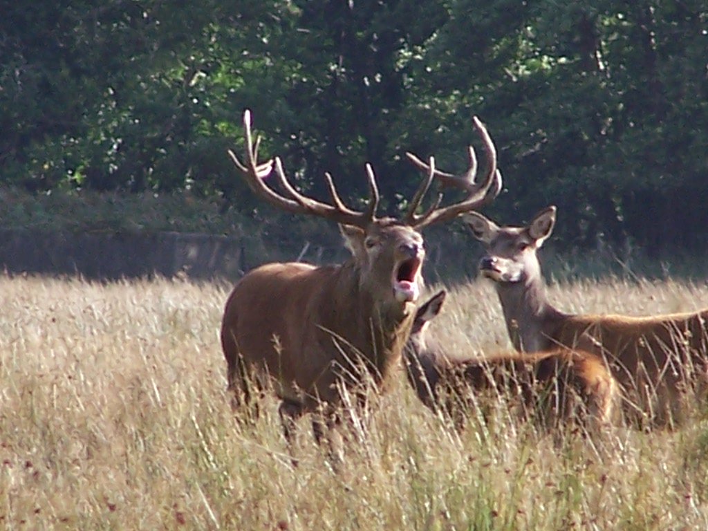 After the last few cooler nights this week, the stags at Knockreer were in full voice this morning in <a href="/KNPEduCentre/">KillarneyNatParkEdu</a>!