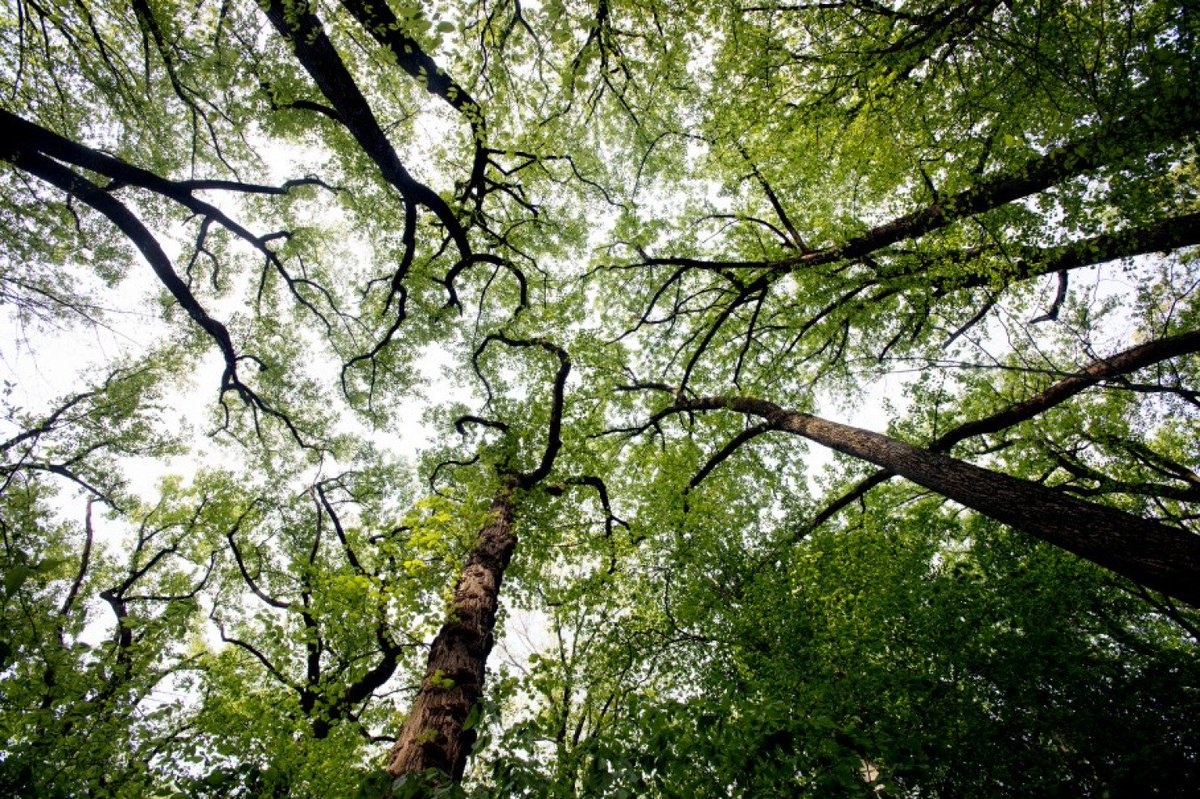 GPGBdotORG's tweet photo. Why Parks &amp; Nature are Really Good for Your Brain - https://t.co/eihgnCWQmN #biophilia #nature https://t.co/ow4KKwcQej