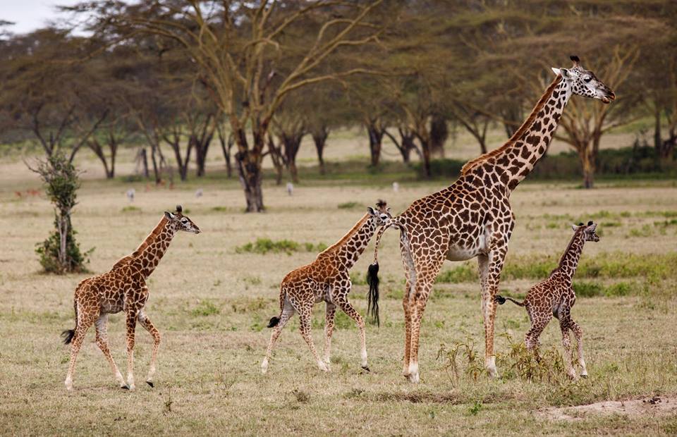 TravelDiscoverKenya tweet media