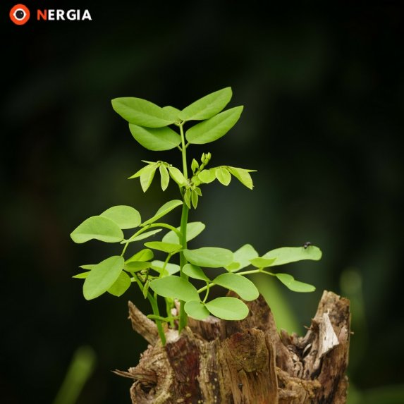 drinknergia's tweet photo. Need energy, but also want all-natural ingredients? Good thing #NERGIA can give you both! #cleanerbetterbuzz https://t.co/5wFiUFLXUr