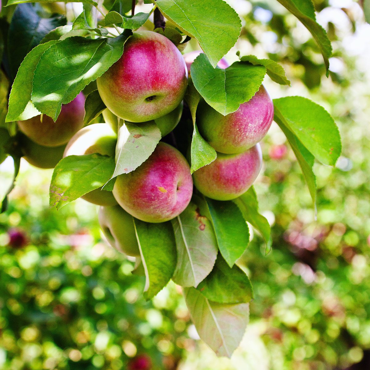 Straight from the orchard #ashleycapppromo2016 #westsidestudio #apples #orchard #eatlocal #ontario #foodlandontario