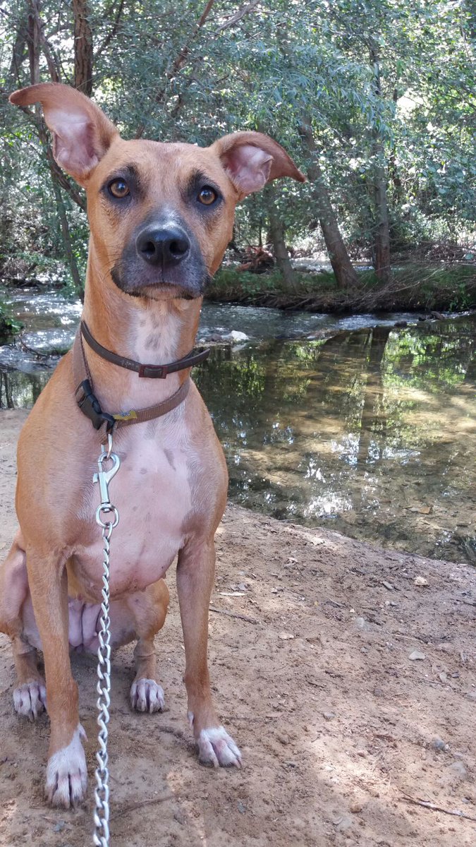 Ponunbicho's tweet photo. AYUDA! Ninfa se escapó, un coche le dio un golpe y salió corriendo. Zona lild azuqueca de henares. Puede estar herida!! Borja 652398529. https://t.co/8kvOorXwXN