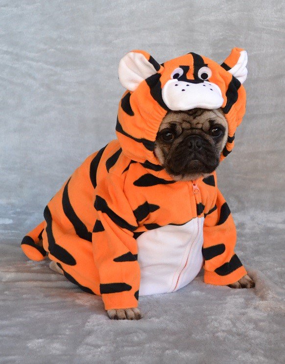 DaPuglet's tweet photo. Our Pug Boo The Tiger #PugCostume #PugHalloween #DogCostume #PugTiger #TigerPug https://t.co/BVGFJJruHQ