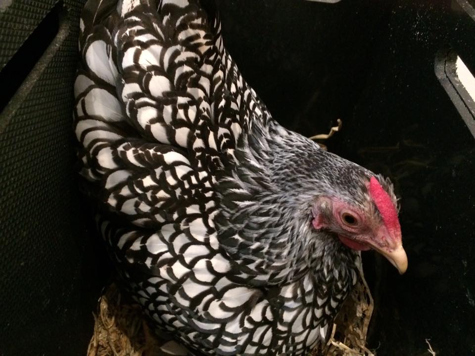 cackleandswarm's tweet photo. #Chicken cuddles and coffee at last night's @cardiffsquirrel workshop. Thanks for coming everyone! @GreenCityEvents https://t.co/G4CCn04uQC