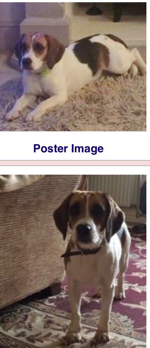 LOST #JESSIE tri female #beagle lost on 11/10 from #EastAnglia #Boston   Pls RT facebook.com/TeamBeagleLost…