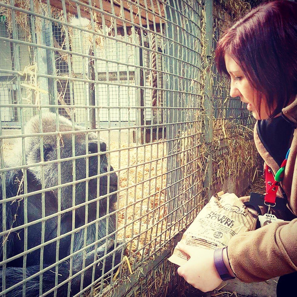 emma_hulme89's tweet photo. Don't mind me feeding this beauty popcorn #allinadayswork #neverthoughtiddothis #gorilla #butterkisp #popcorn https://t.co/UIav3j1IQ0