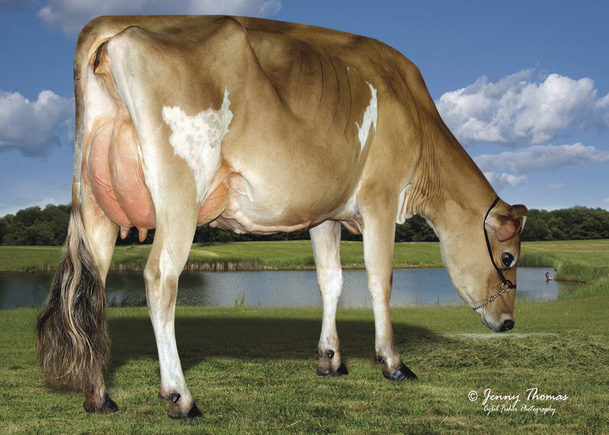 Select Sires Inc. tweet media