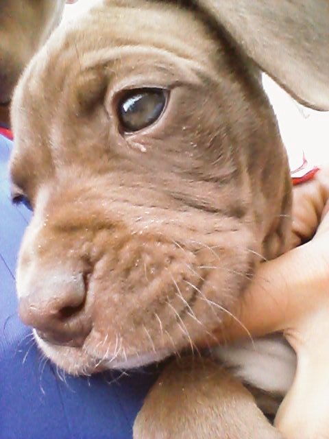 CristianNovares's tweet photo. Soy muy hermosa y me gusta posar para las fotos 🐶💕 #Liza 🐶 https://t.co/3EdYBWNWD2