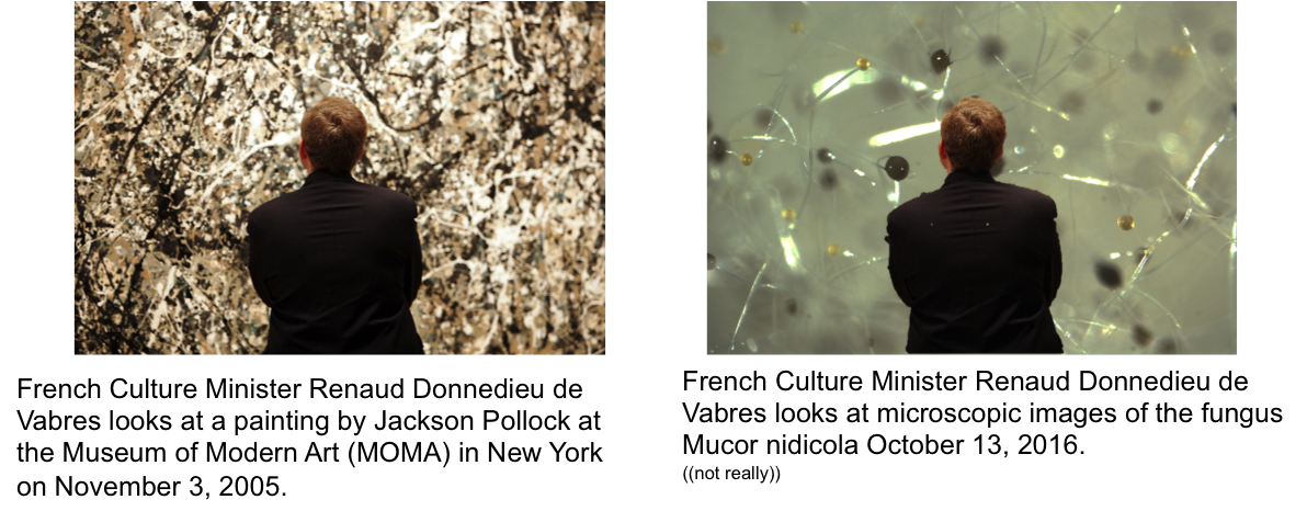AnneAMadden's tweet photo. Is it just me, or was Jackson Pollock really just a pioneer of abstract micro #sciart? #ArtHistory #Pollock #Fungi #Microsocopy https://t.co/VRfHcMGWY1