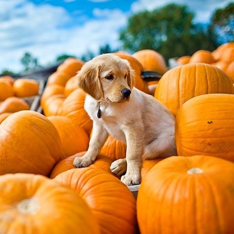 PetSmart's tweet photo. We can’t think of a more adorable combination than #pumpkins and #puppies!
(IG: applehillca) https://t.co/k2o0VSKcHd