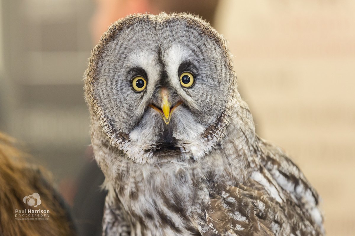 PHarrison_Photo's tweet photo. Flint from @NBCEnviro must win most photographed exhibitor at @norfolkchamber @NorfolkB2B this year. He was posing all day long! https://t.co/64xQZunhQJ