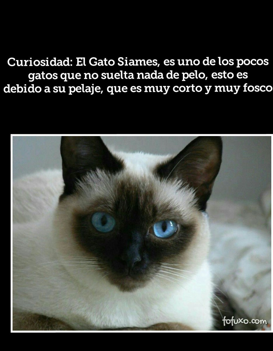 HugoGutierrez07's tweet photo. Sabias que... https://t.co/6W0Q8FF8pH