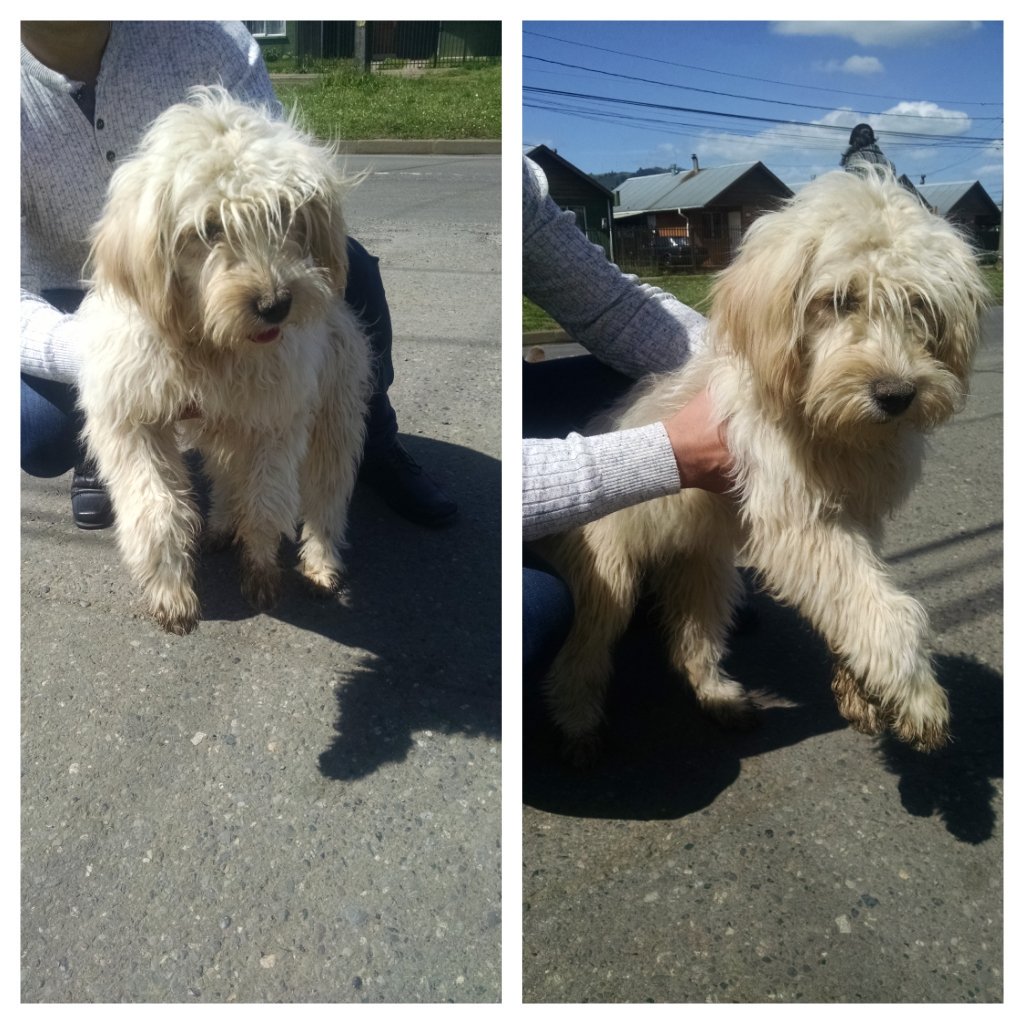 Perrita encontrada Huichahue/Pulmahue Padre las Casas #Temuco se nota perdida porfa RT para encontrar a su familia