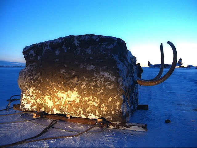 The Ice Age ❄️🌞 on Twitter: "In 1999 the Jarkov Mammoth was airlifted from the Taymyr Peninsula within a 23-tonne block of frozen Siberian mud for storage in an ice cave… https://t.co/z59GwxbXl4"