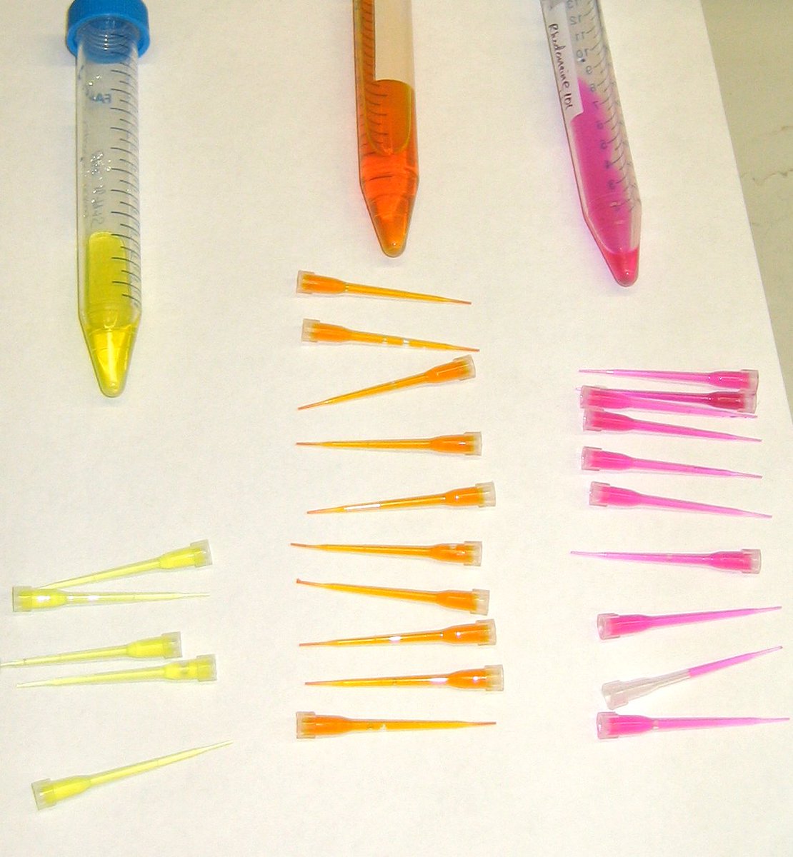 erin_rod_phd's tweet photo. Great Pumpkin. It's that time of year! #pippette #art Tips were filled with lucifer yellow, FAM &amp; rhodamine101. Pseudocolored fluorescence. https://t.co/mwelS1wya1