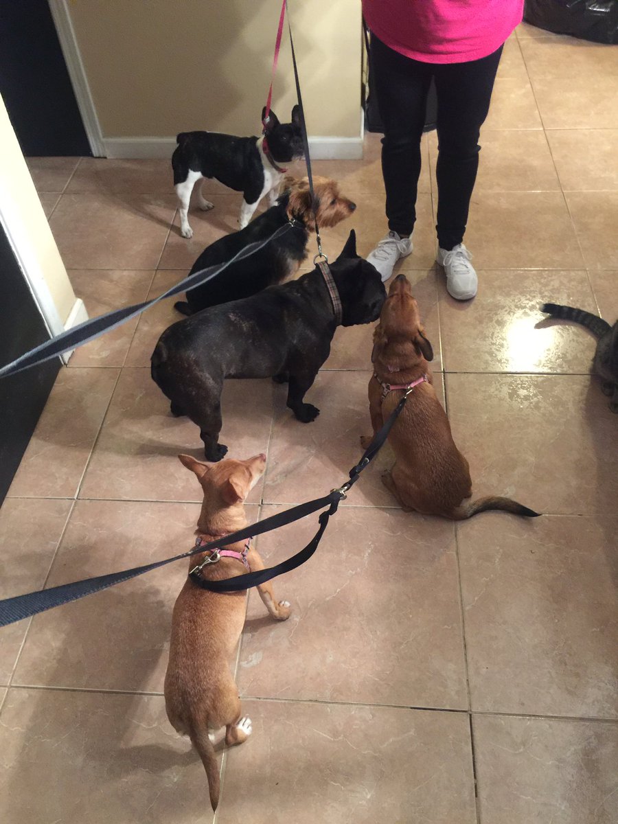 jewelzfive's tweet photo. #dogwalktime #heregoesnothin 🐶🐶🐶🐶🐶Niko, Jameson, Jules, Khaleesi &amp; khaiya w/ brief appearances from 🐱Luna #thisouttabegood https://t.co/clZFef1nGf