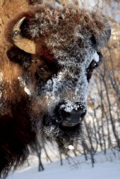 Some parts of ND got their 1st winter's dusting this week! What do you think this big guy is saying about it ? #captionthursday #NDLegendary
