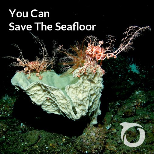 Oceana_Pacific's tweet photo. Help us fight for healthy oceans from the seafloor up. https://t.co/lGDwjTIRlr Sign today to #SaveTheSeafloor https://t.co/wVqcWO07Bq