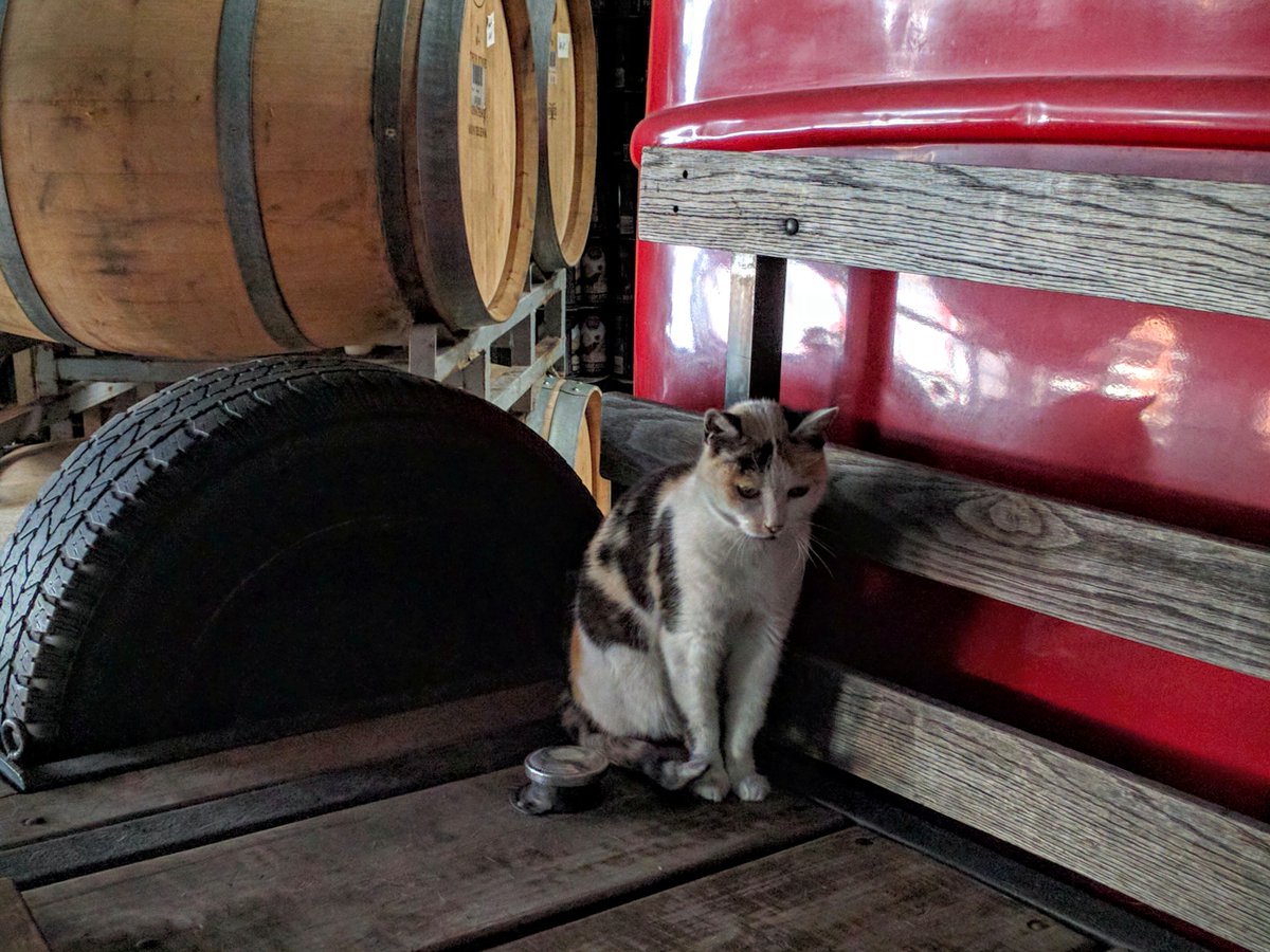 DevilsCanyon's tweet photo. #beerkitty looks guilty...don't worry, the #dcbc website is being revamped. A new, prettier version to be up shortly. #beerfriday is near https://t.co/JIyeibTpwO