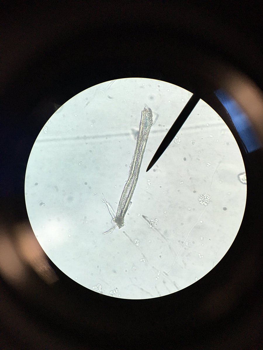 brookelynn_bb's tweet photo. I didn't know using a microscope would be so much fun tbh #prettycells https://t.co/1NeVscm8jV