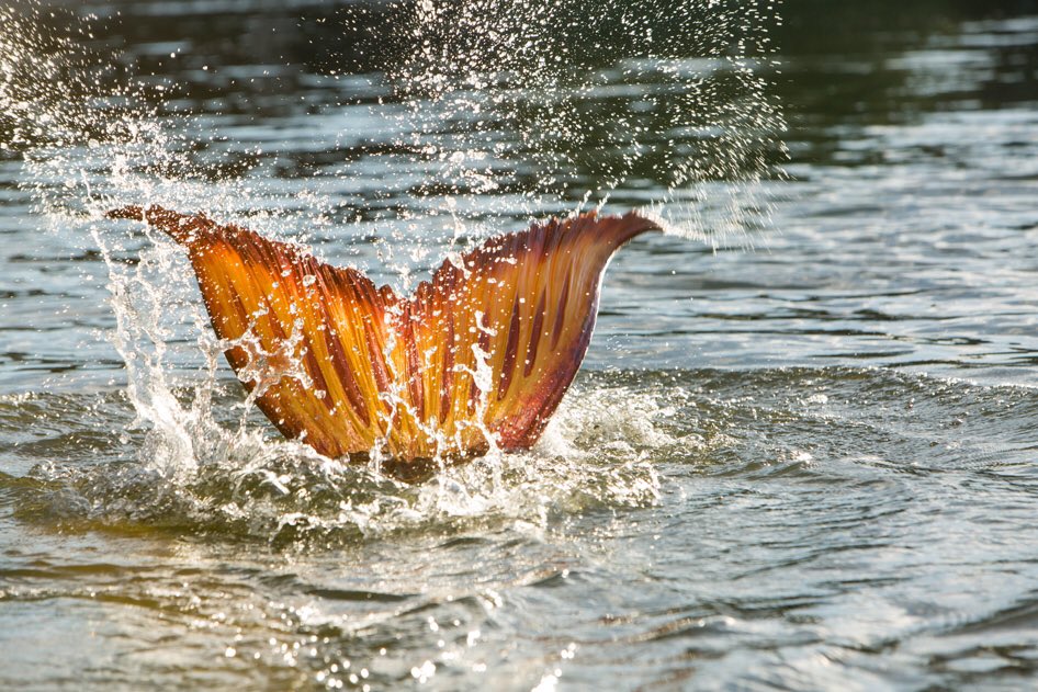 Mako Mermaids tweet media