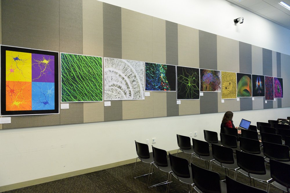 StanfordBrain's tweet photo. Art from the Neuroscience Institute image contest is on display for break-time browsing #SNI2016 https://t.co/nGR1HBAplU https://t.co/PUHGJBbzaB