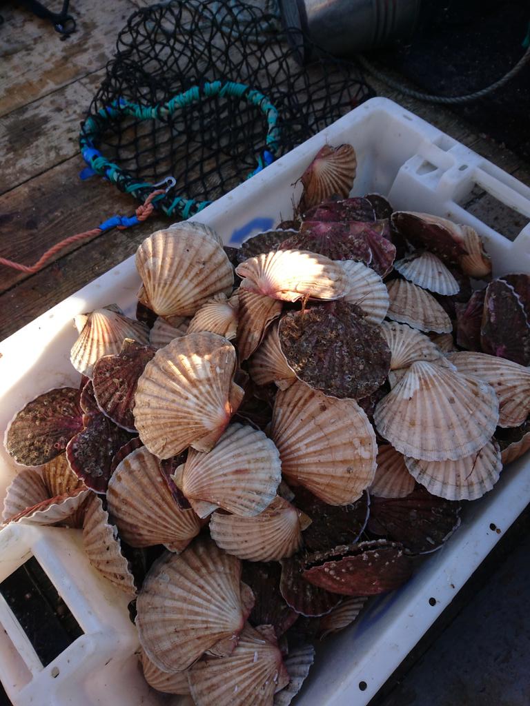 atlanticgarden0's tweet photo. Beautiful scallops.  Thick with exquisite meat and caught during a dive in big currents. Adventure! Diamonds! #Scotland https://t.co/gzlepHKmEm