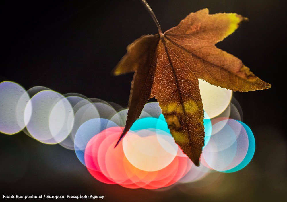 Photos of the Day: Oct. 13, 2016 buff.ly/2ebjQUF #photography #photojournalism