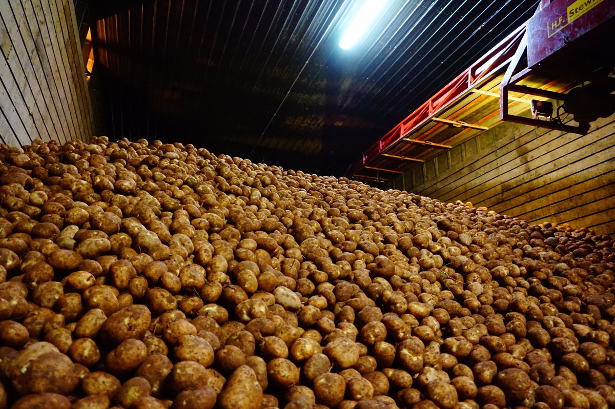 MorganSmallman's tweet photo. #FromTheFeild to the bin piled all the way to the roof These #PEIPotatoes will be staying here until #Spring17 #Harvest16 #AgProud #PEI https://t.co/LYfY77dNo6