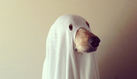 SnellingCorp's tweet image. There is such a thing as job ghosting….6 tips to keep it from happening to you. #SnellingBlog ttp://bit.ly/2dntWnK