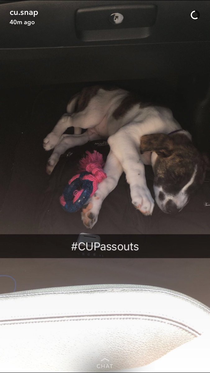 ClemsonPassouts's tweet photo. Sleeping animals https://t.co/M9a1PUtt46