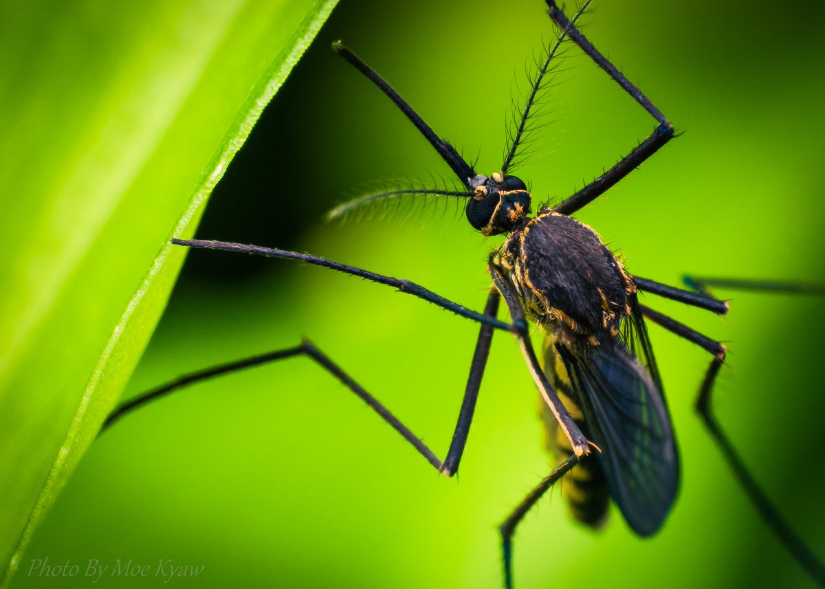 MoeKyaw26461206's tweet image. @MacroPhotoFun 
Black Mosquito
