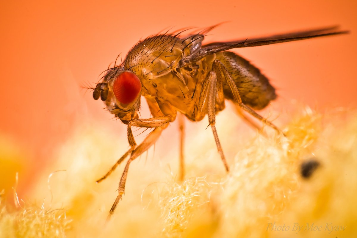 MoeKyaw26461206's tweet image. @MacroPhotoFun 
Fruit Fly