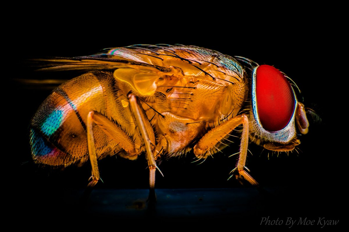 MoeKyaw26461206's tweet image. @MacroPhotoFun 
Fly Portrait