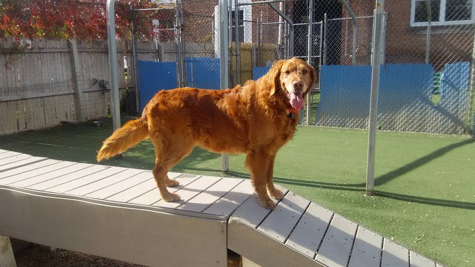4PawsRoselle's tweet photo. This handsome fella is #BaileyAnderson : ) #GoldenRetriever #4pawsinnroselle #PAWsomePups https://t.co/ZZfe5sAr96
