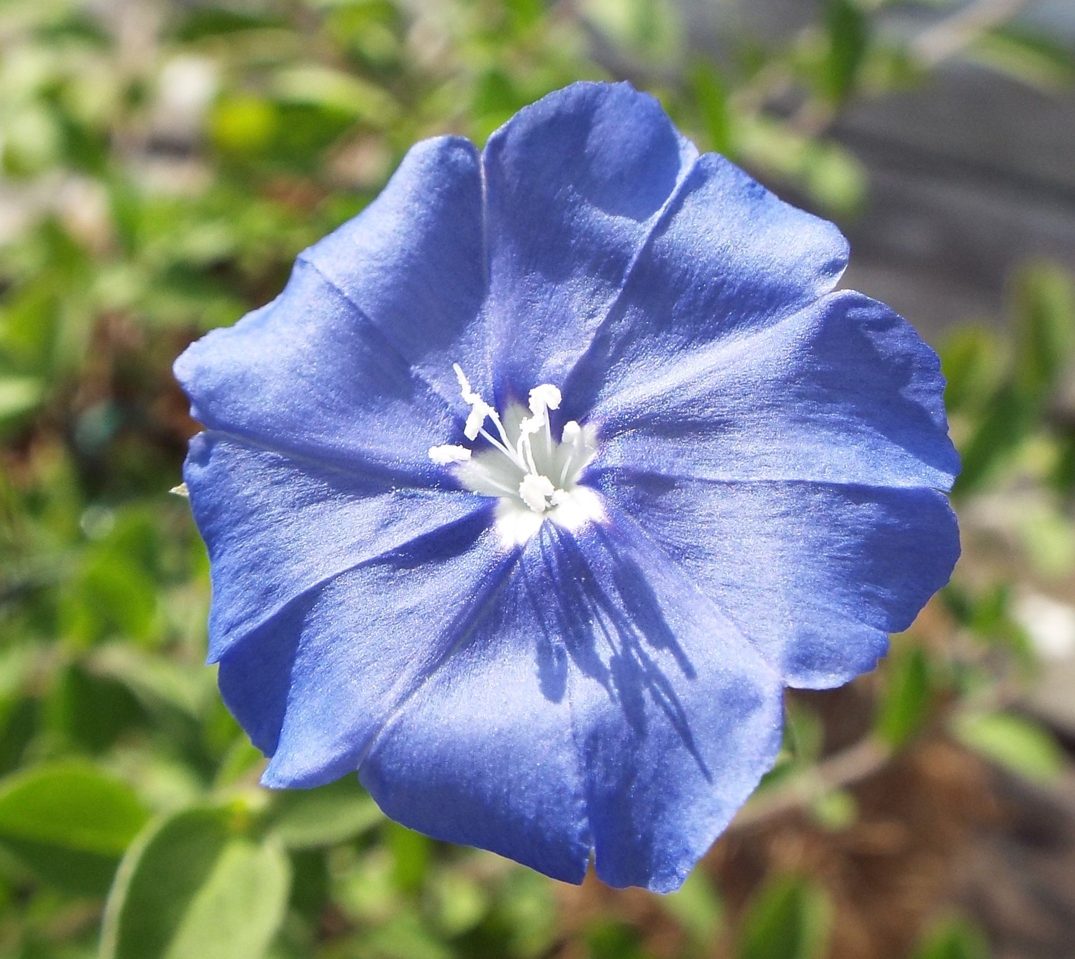いりちゃん 花と月に魅せられて きょう10月14日の誕生花 アメリカン ブルー エボルブルス この花は ヒルガオ科エボルブルス属の多年草 花言葉 あふれる思い 清潔 清涼感 ふたりの絆 印象深い など T Co Meqtjclkoa Twitter