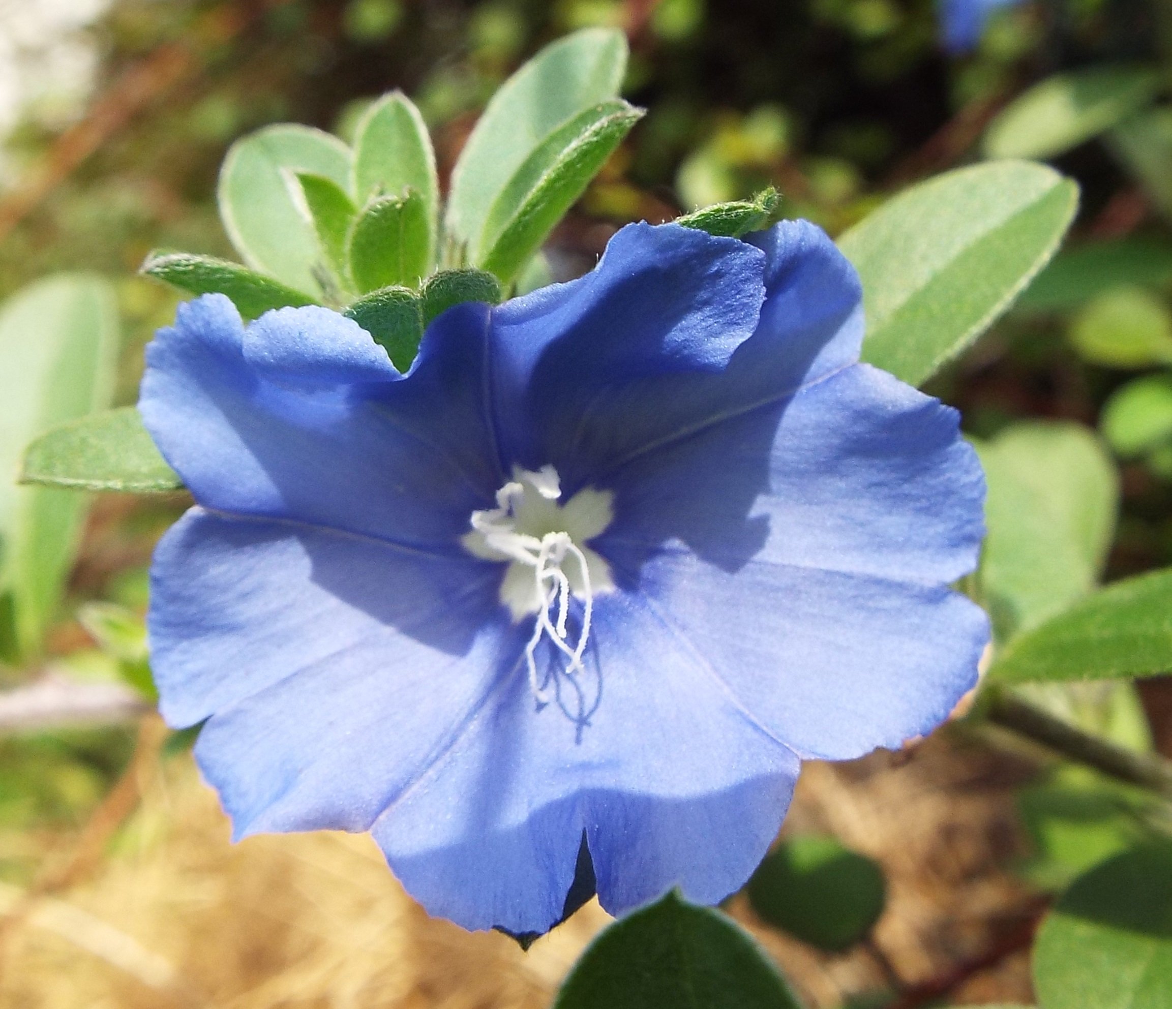 いりちゃん 花と月に魅せられて きょう10月14日の誕生花 アメリカン ブルー エボルブルス この花は ヒルガオ科 エボルブルス属の多年草 花言葉 あふれる思い 清潔 清涼感 ふたりの絆 印象深い など T Co Meqtjclkoa Twitter