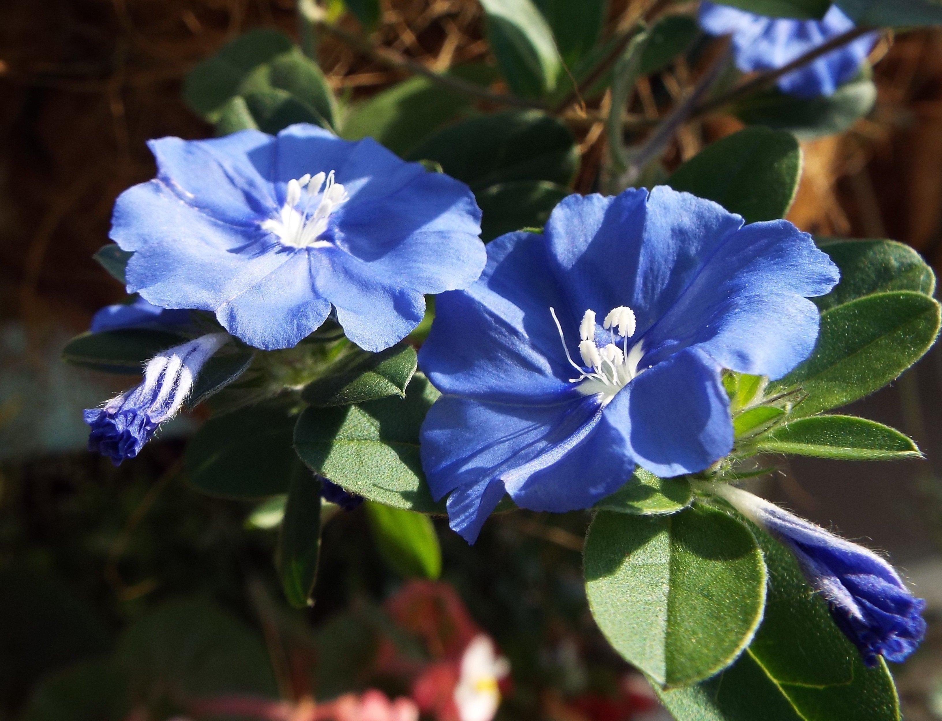 いりちゃん 花と月に魅せられて きょう10月14日の誕生花 アメリカン ブルー エボルブルス この花は ヒルガオ科エボルブルス属の多年草 花言葉 あふれる思い 清潔 清涼感 ふたりの絆 印象深い など T Co Meqtjclkoa Twitter