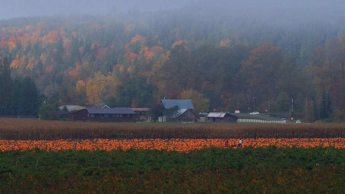 Find the perfect pumpkin for your front porch, best #pumpkin patches in #Seattle, mapped! seattle.curbed.com/maps/pumpkin-p…