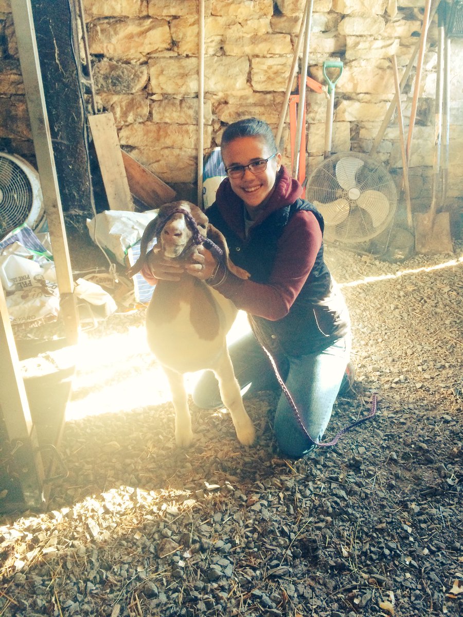 DJR_131's tweet photo. How fitting...an #SAEVisit to tag #PAFarmShow17 market goat right before the #TeachAgChat on SAEs! https://t.co/iz1hV4Yhdd