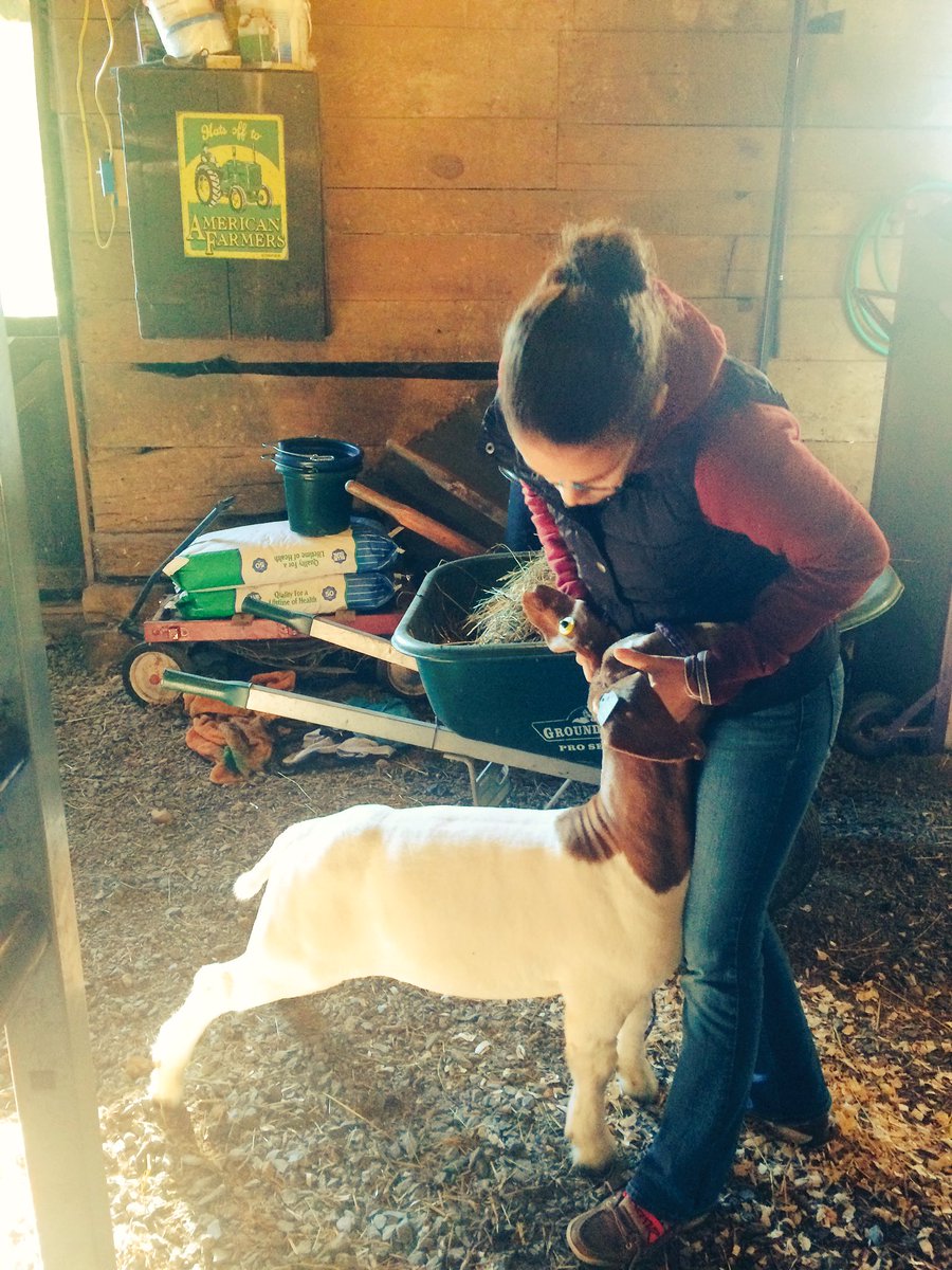 DJR_131's tweet photo. How fitting...an #SAEVisit to tag #PAFarmShow17 market goat right before the #TeachAgChat on SAEs! https://t.co/iz1hV4Yhdd