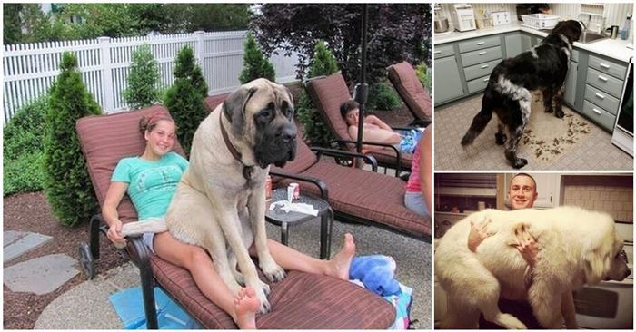 thinkpup's tweet image. 14 Enormous #Dogs That Forgot They Aren't #Puppies Anymore buff.ly/2dPgBEp