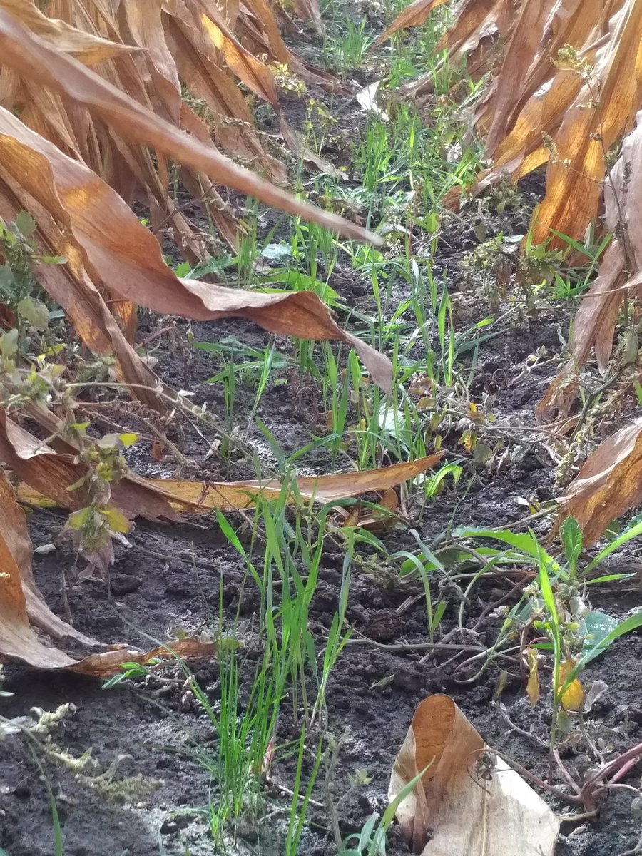 Agcat61's tweet photo. Fall Ryegrass Aerial Seeded Sept 28th @ 50 lbs/ac.  #covercrops #aerialag https://t.co/yjug0lKKZh