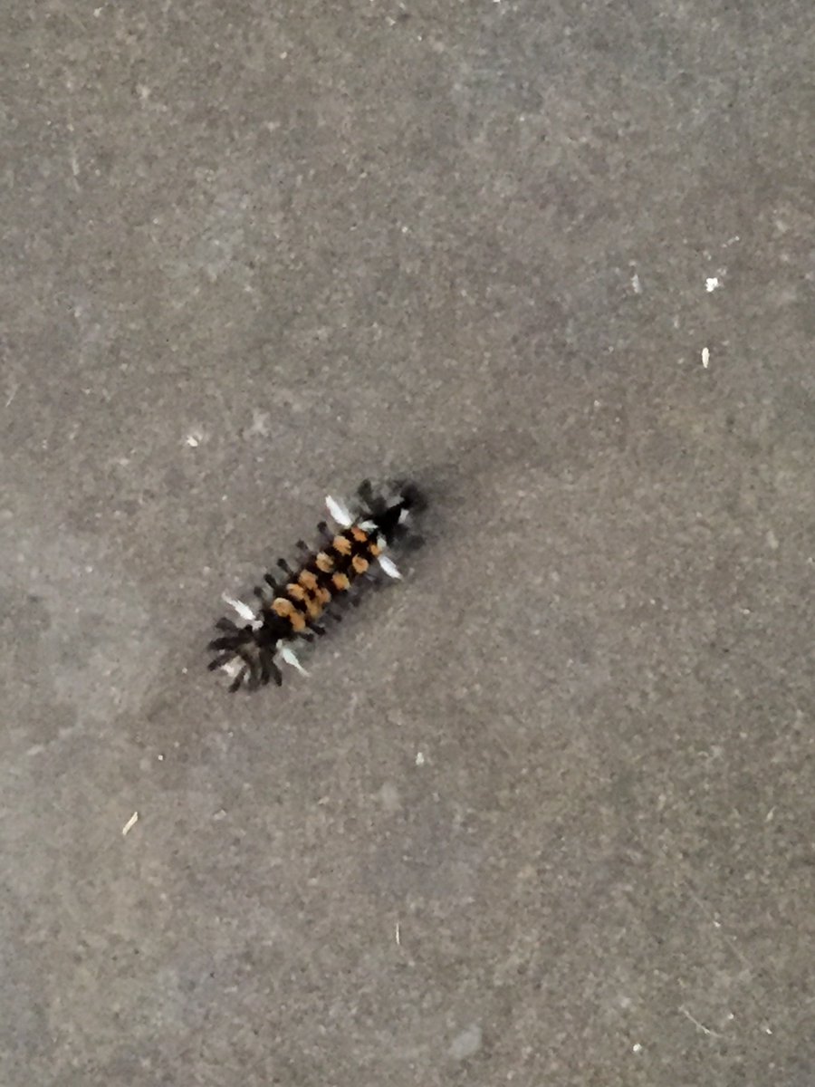 fwalrod's tweet photo. @KarliRitter Saw this woolly worm today. https://t.co/vwemHXLiet