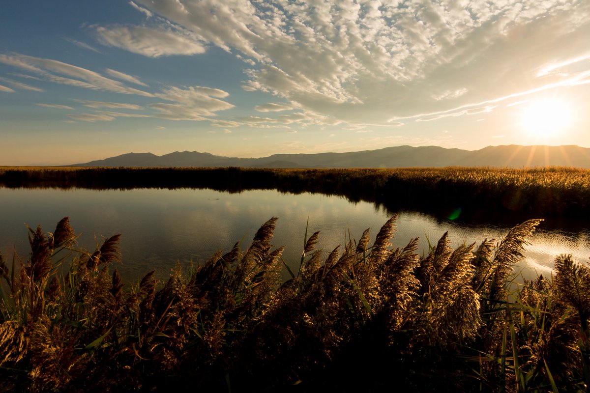 Tandem Stock tweet media