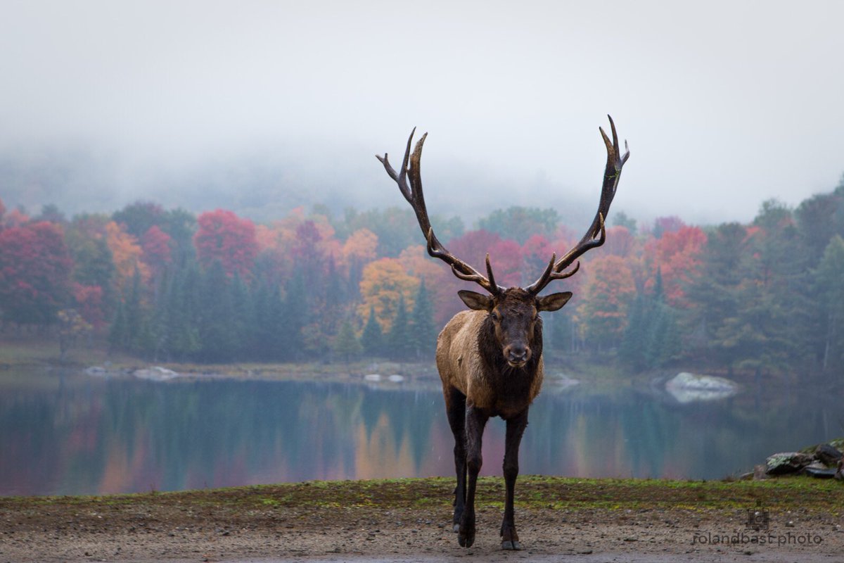 rolandbastphoto's tweet photo. Fall colours at Parc Omega were stunning today. @Ottawa_Tourism @BlacksWeather @ExploreCanada @CanonCanada https://t.co/Kp2h55Y6OK
