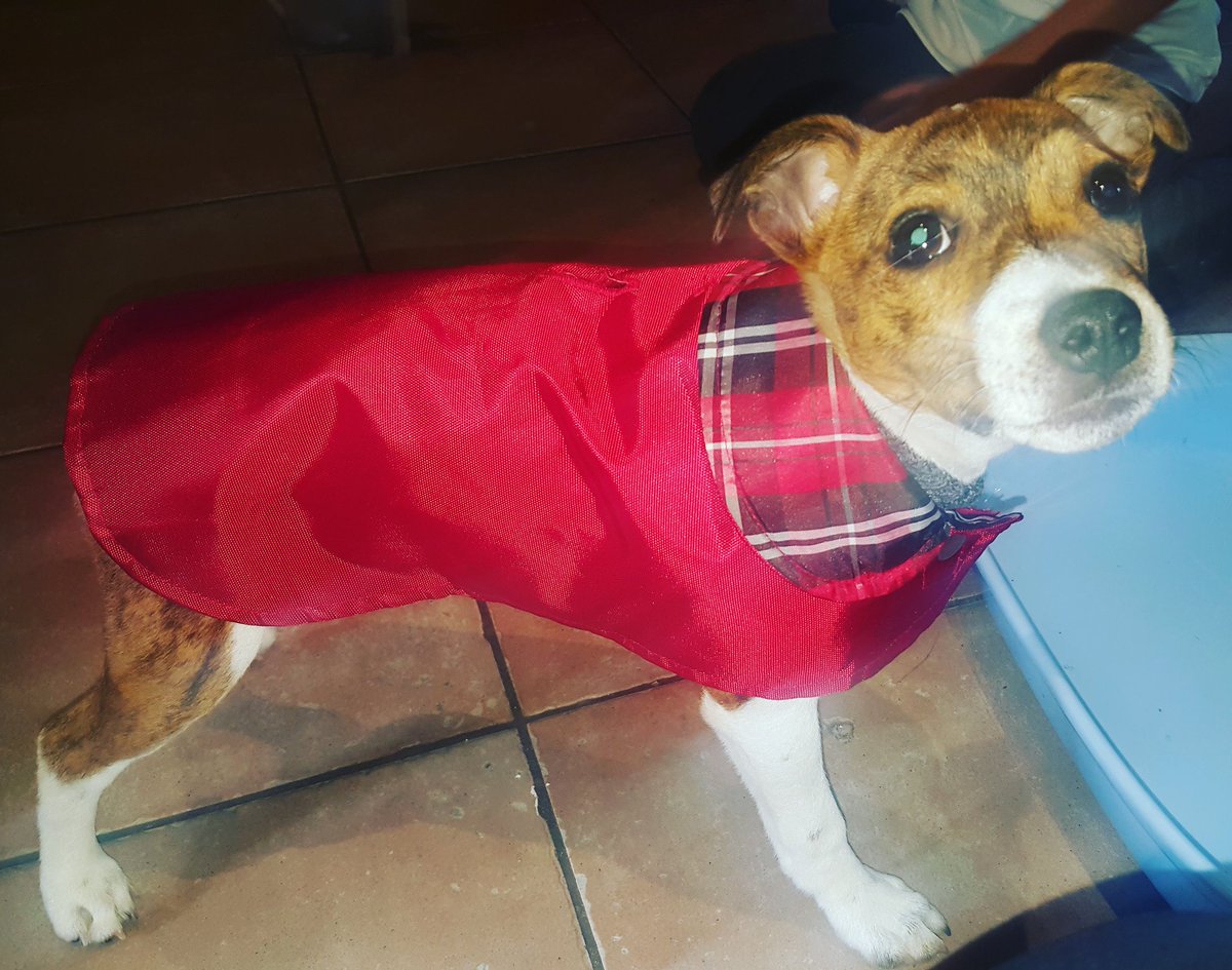 RedWineLips84's tweet image. Woody's first Harrington #puppylove #wearethemods #moddog