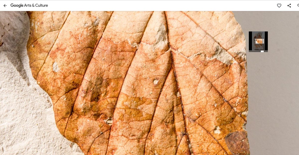 qldmuseum's tweet photo. #fossilfriday 🔎 zoom in to travel through time &amp; discover the evolution of modern flora 🌿 @googlearts #WintonFormation https://t.co/w4qdJN7kEI