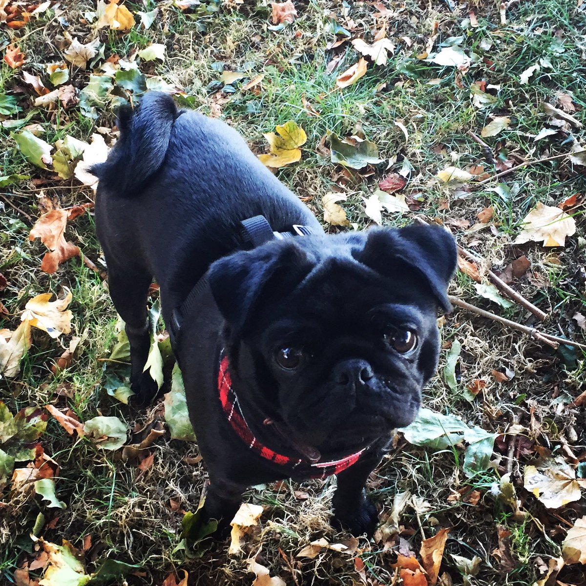platothepug's tweet photo. Loving the Autumn leaves! #pug #puglife #pugsofinstagram #pugs https://t.co/bwrRSouFvi