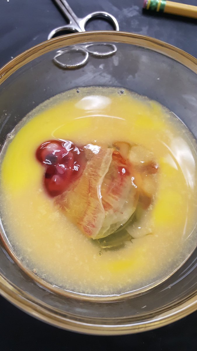 spikebnoit's tweet photo. When your day goes from #lategastrulation to #weekoldchickenembryo real quick. #BIOS118 @corvidae282 https://t.co/tXOMrUiCmv